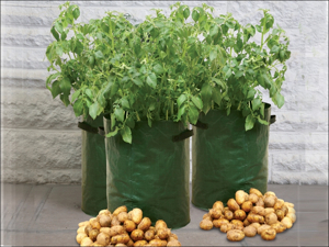 Haxnicks Patio Planter Potato Patio Planter Set x 3 PLATER010101